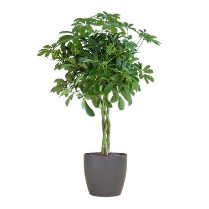 Schefflera Arab Nora Keuze uit pot of mand   - 70cm - Ø21 (vingerplant)