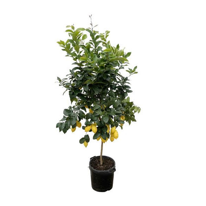 Citrus Lemon - 200cm - ø40