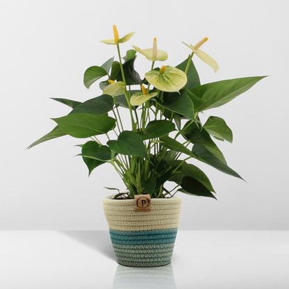 Anthurium andreanum Vanilla incl. PURE mand - 45cm - Ø12