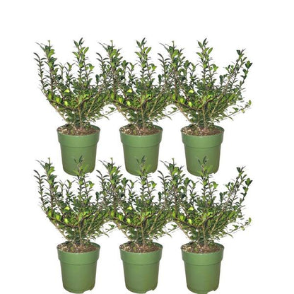 1 meter  Hulst haag - Ilex crenata 'Jenny'® - Set van 6 winterharde haagplanten - Groenblijvende haag - Vers van de kwekerij geleverd