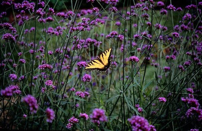 Verbena bonariensis - ↕10-25cm - Ø9cm