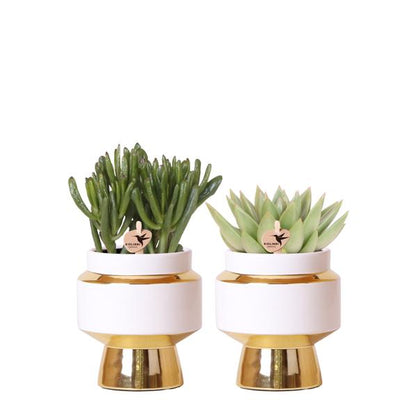 Kolibri Greens | Succulenten set van 2 planten in gouden Le Chic sierpotten - keramiek  potmaat Ø9cm