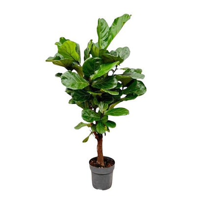 Ficus Lyrata vertakt - 160cm - ø24