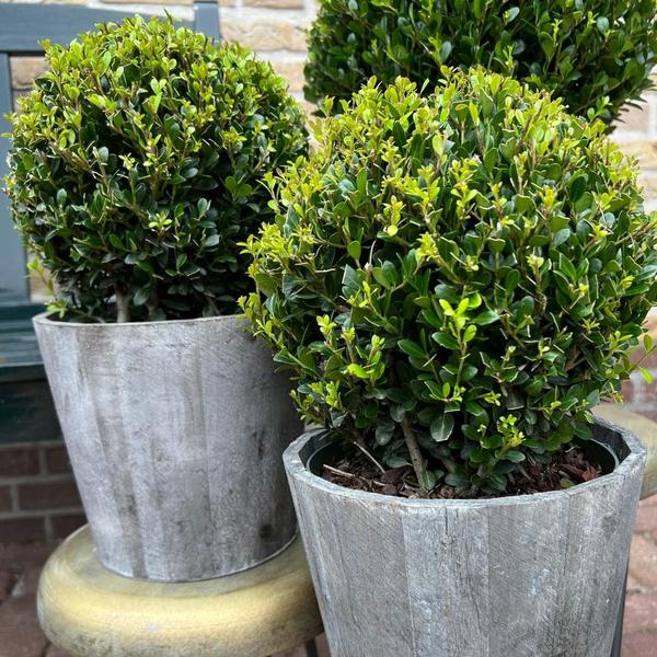 2x Ilex crenata 'Jenny' bol in houten pot | set van 2 stuks | 20 cm Ø - Wintergroene tuinplant