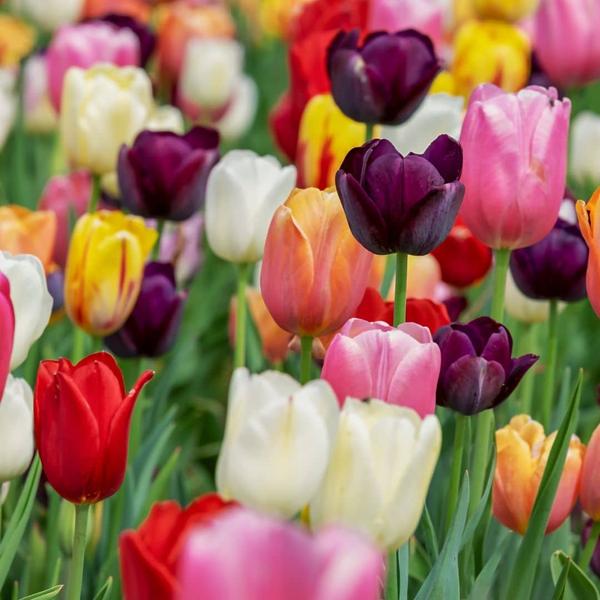 Flowerbulbs Amsterdam - Medium Tulip Mix - Duurzame voordeelzak, 50 bloembollen voor 1 m2 bloemenpracht - Maat 12+