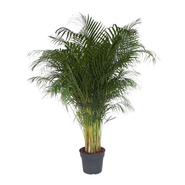 Dypsis Lutescens - 200 cm - ø34 - Grote kamerplant - luchtzuiverende plant