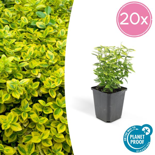 Euonymus fort. 'Emerald 'n Gold’ - ↕10-25cm - Ø9cm