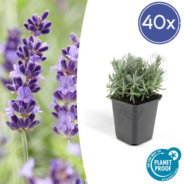 Lavandula 'Hidcote' - ↕10-25cm - Ø9cm - Lavendel - Tuinplanten