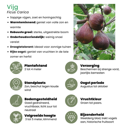 "Zoete oogst trio" BIO Fruitplanten mix set van 3 verschillende soorten