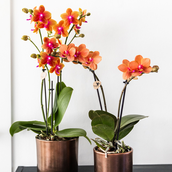 Kolibri Orchids I COMBI DEAL van 2 geurende oranje Phalaenopsis orchideeën - potmaat Ø12cm | bloeiende kamerplant - vers van de kweker