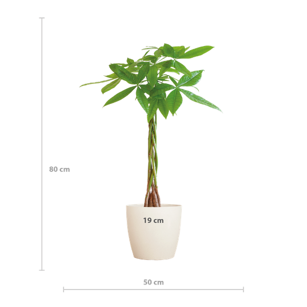 Pachira Aquatica met Pot diverse keuzes - 80cm - Ø21