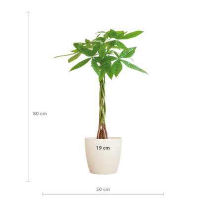 Pachira Aquatica met Pot diverse keuzes - 80cm - Ø21