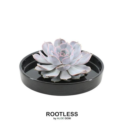 ROOTLESS Succulent Echeveria Lilacina in schaal 'zwart' Ø20 cm - ↕5 cm