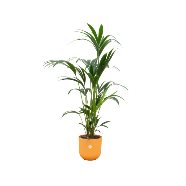 Kentia palm inclusief elho Jazz Round Pot Ø26 - 130cm-160cm