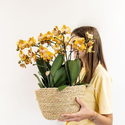 Kolibri Orchids | oranje orchideeënset in Reed Basket incl. waterreservoir | drie oranje orchideeën Las Vegas 12cm | Mono Bouquet oranje met zelfvoorzienend waterreservoir.