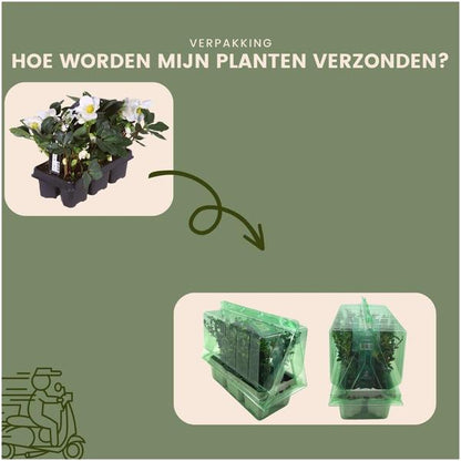 Set van 12/24/48 kerstroos planten | Helleborus niger 'Christmas Carol'