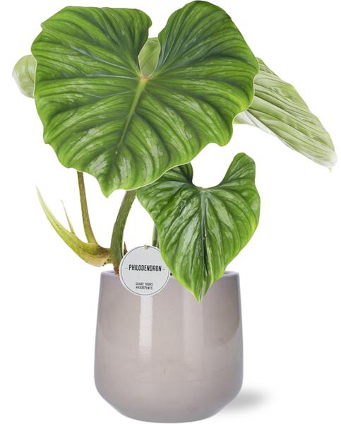 Philodendron Plowmanii - Ø15cm - ↕50cm + Puglia Pot D16,5/18x16cm - Grijs