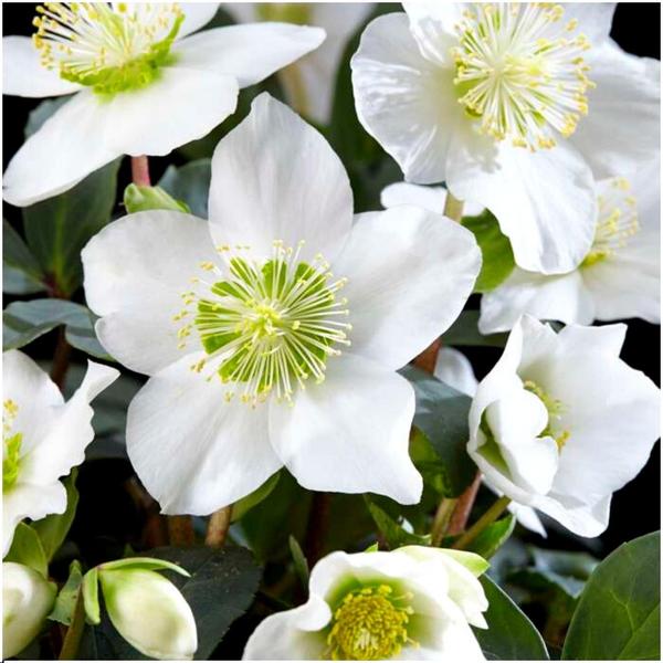 Set van 12/24/48 kerstroos planten | Helleborus niger 'Christmas Carol'