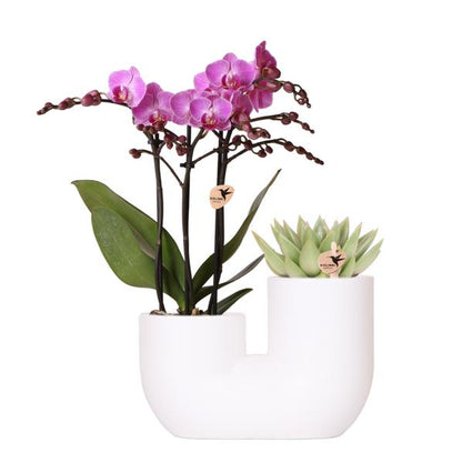 Kolibri Orchids | Set van roze orchidee Vienna en succulent in Tube sierpot wit - potmaat Ø9cm | bloeiende kamerplant - vers van de kweker