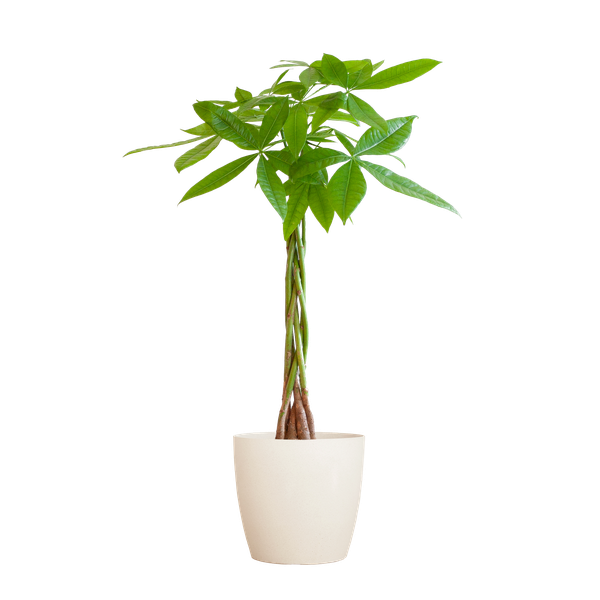 Pachira Aquatica met Pot diverse keuzes - 80cm - Ø21