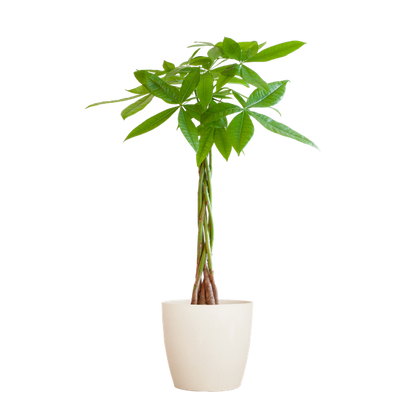 Pachira Aquatica met Pot diverse keuzes - 80cm - Ø21