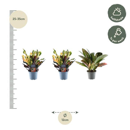 3x Croton Codiaeum mix - 30 cm - ø12