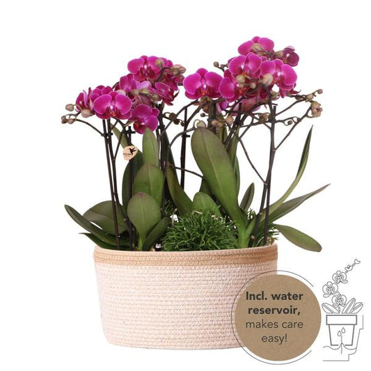 Kolibri Orchids | paarse plantenset in Cotton Basket incl. waterreservoir | drie paarse orchideeën Morelia 9cm en drie groene planten | Jungle Bouquet paars met zelfvoorzienend waterreservoir