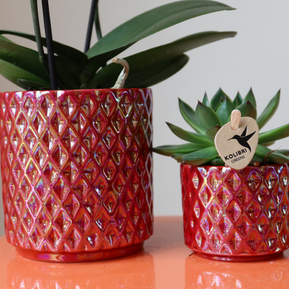 Kolibri Orchids | rode phalaenopsis orchidee Congo + Pearl Pot rood - potmaat Ø9cm | bloeiende kamerplant - vers van de kweker