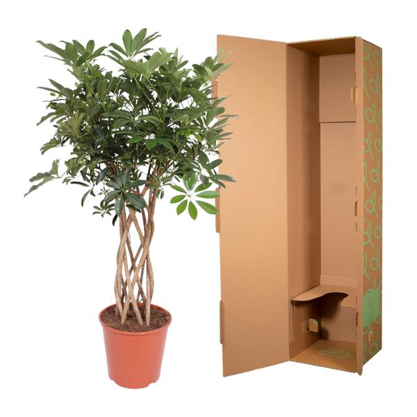 Schefflera Arboricola Compacta gevlochten stam - 140 cm - ø30