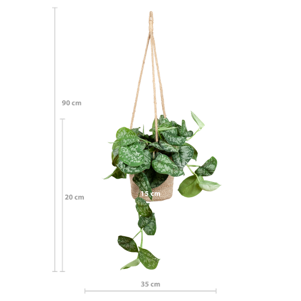 Scindapsus Pictus met hangpot Oviedo naturel - 25cm - Ø16