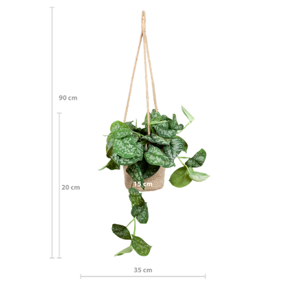 Scindapsus Pictus met hangpot Oviedo naturel - 25cm - Ø16