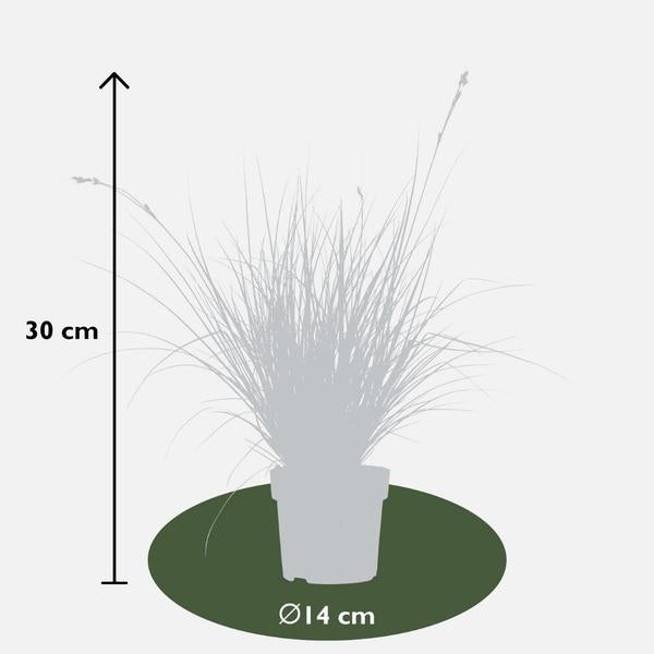 Carex brunnea Variegata - Ø 14 cm - ↨ 25 cm