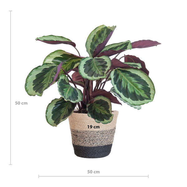 Calathea Medaillon incl Pot/Mand - 65cm - Ø19