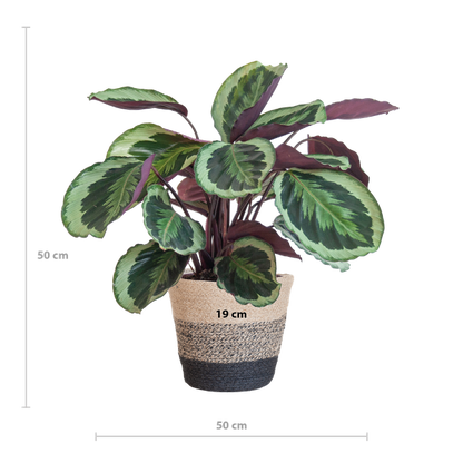 Calathea Medaillon incl Pot/Mand - 65cm - Ø19