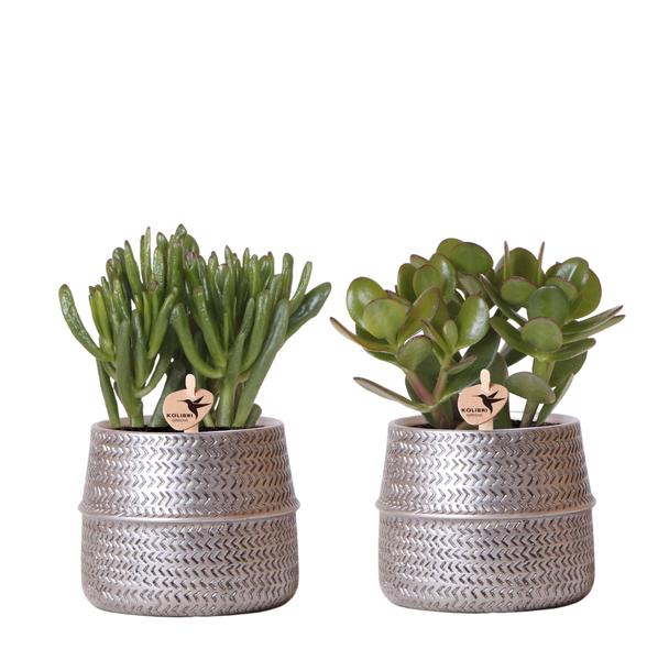 Kolibri Greens | Succulenten set van 2 planten in zilveren groove sierpotten - keramiek  potmaat Ø9cm