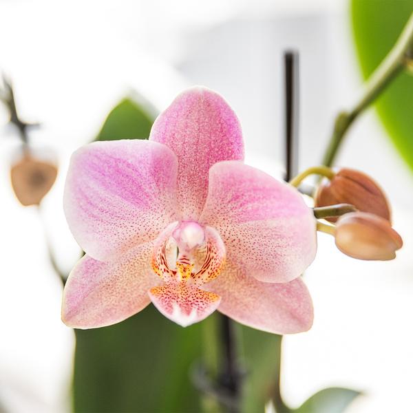 Kolibri Orchids I COMBI DEAL van 2 oud roze Phalaenopsis orchideeën - Treviso - potmaat Ø12cm | bloeiende kamerplant - vers van de kweker