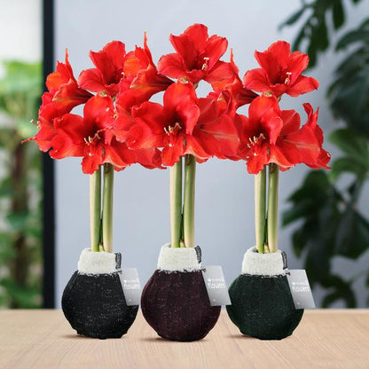 No Water Flowers® (wax amaryllis) | Fashionz Cozy Wooly Mix (3 pack) + Red flower