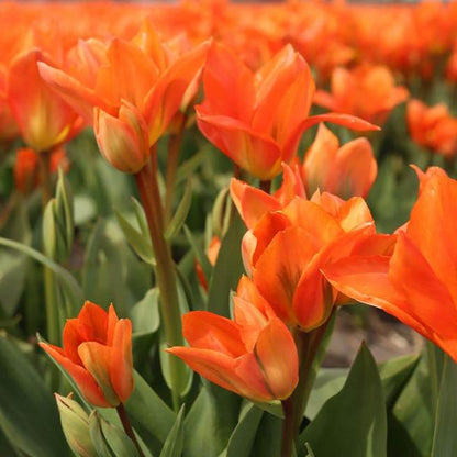 Flowerbulbs Amsterdam - Dutch Tulip Mix - Luxe box large, 90 bloembollen voor 2,5 m2 bloemenpracht - Maat 12+