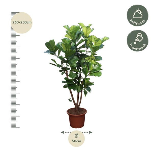 Ficus Lyrata vertakt - 240 cm - ø50