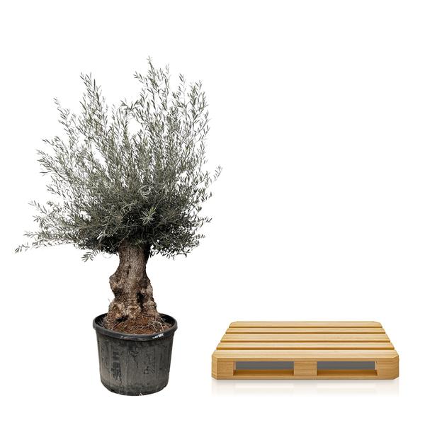 Olijfboom Europaea Bonsai - 225cm- Ø80