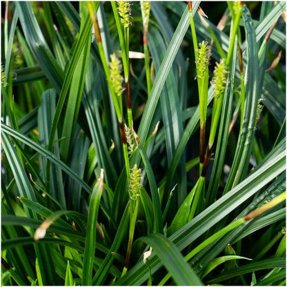 Carex morrowi 'Irish Green' - Ø 14 cm - ↨ 25 cm