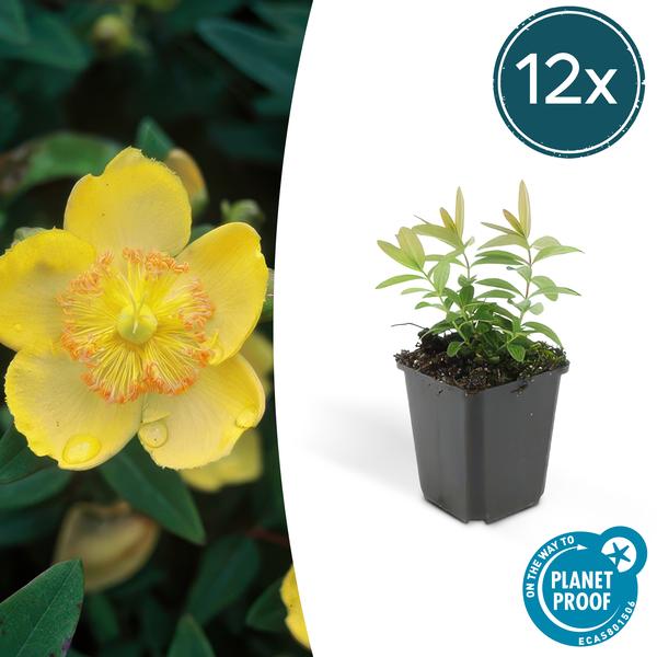 Hypericum calycinum - ↕10-25cm - Ø9cm - Gouden Sint-Janskruid