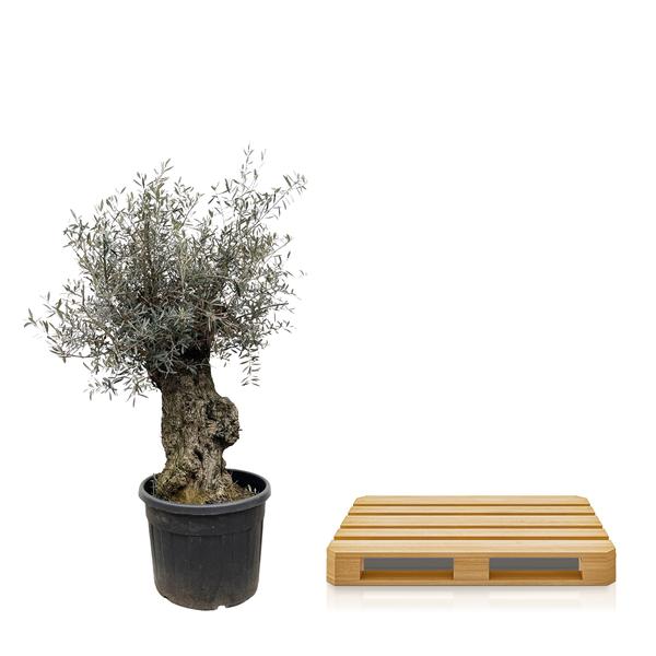 Olijfboom Europaea Bonsai - 250cm- Ø65