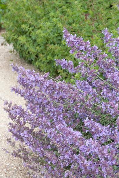 Nepeta 'Walker's Low' - ↕10-25cm - Ø9cm