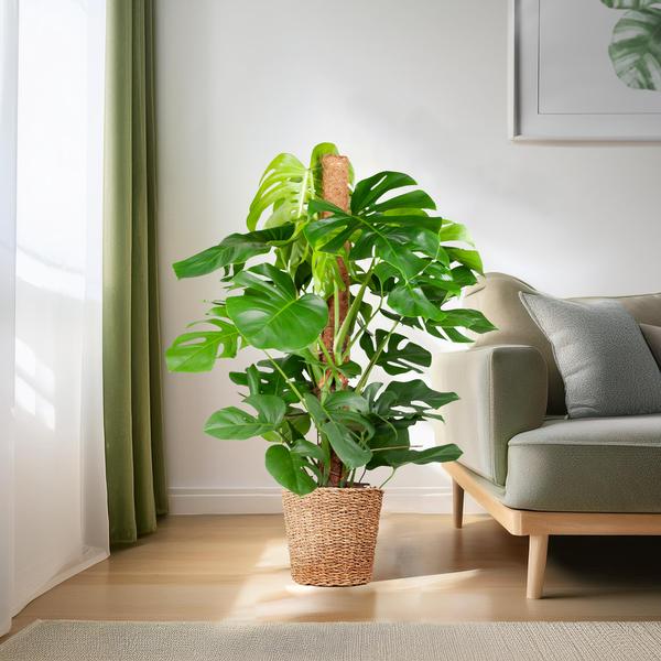 Monstera Deliciosa XL met Torun mand - 120cm - Ø24