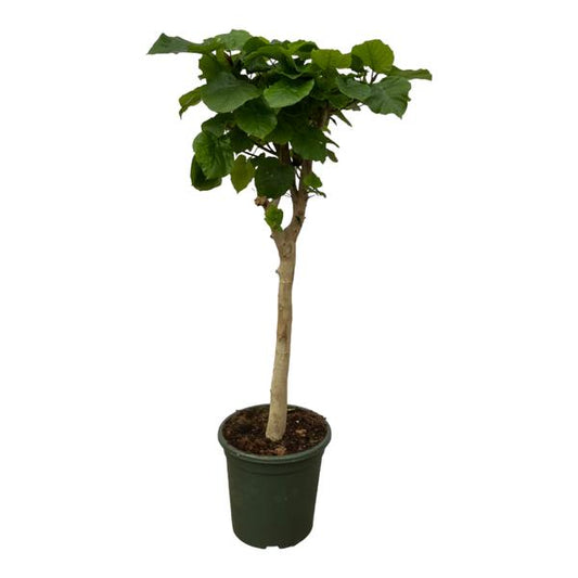 Ficus Umbellata stam - 150 cm - Ø33cm