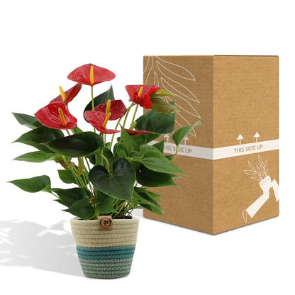 Anthurium andreanum Diamond Red incl. PURE mand - 45cm - Ø12