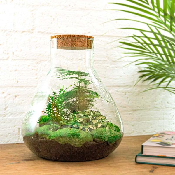 DIY terrarium - Sam XL - ↕ 35 cm - Normal