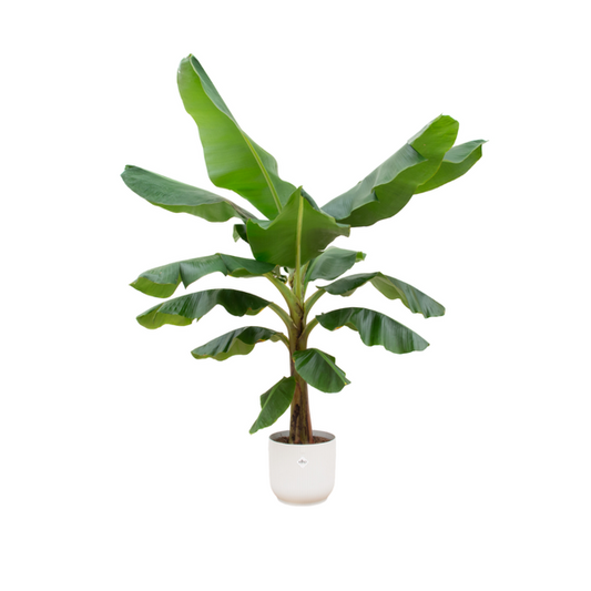 Combi deal - Bananenplant (Musa) 100-120-180 in diverse potten.