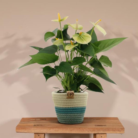 Anthurium andreanum Vanilla incl. PURE mand - 45cm - Ø12